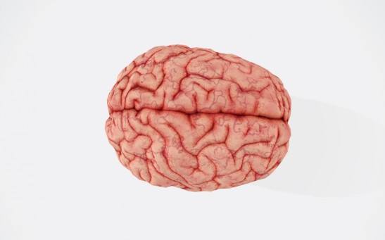 Brain