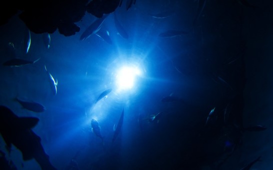 How Do Ocean Microbes Live Without Sunshine in the Deep Sea? New Study Sheds Light on How Life Evolved in That Part of the World