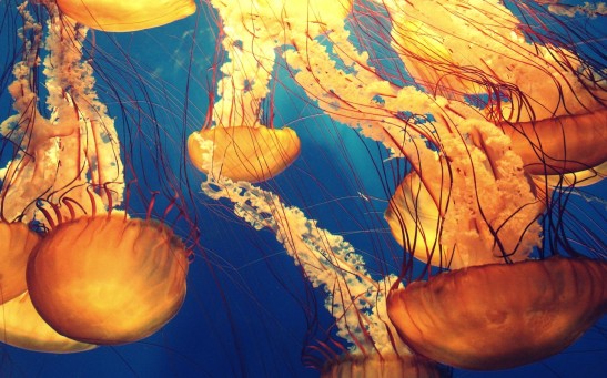 Jellyfish