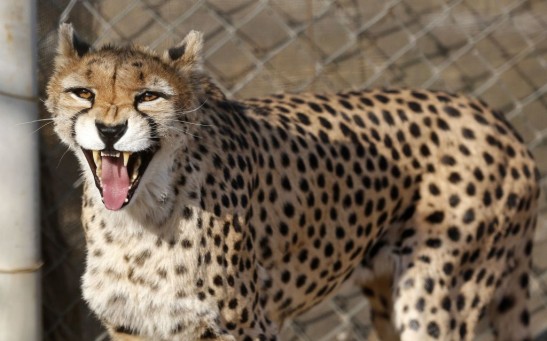 IRAN-ANIMAL-CHEETAH-CONSERVATION