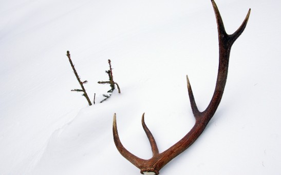 Antlers