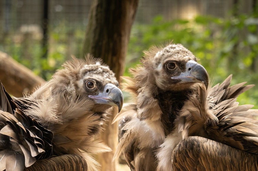 Endangered Vultures Now Back From Extinction in Bulgaria After 36 Years Thanks to a Reintroduction Initiative