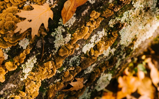 Fungus