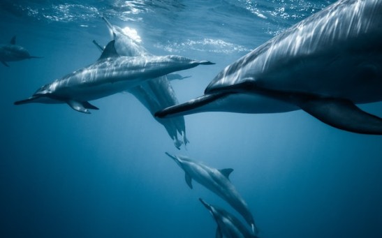 Fisherman Fined $400 For Feeding Wild Dolphin in Tin Can Bay