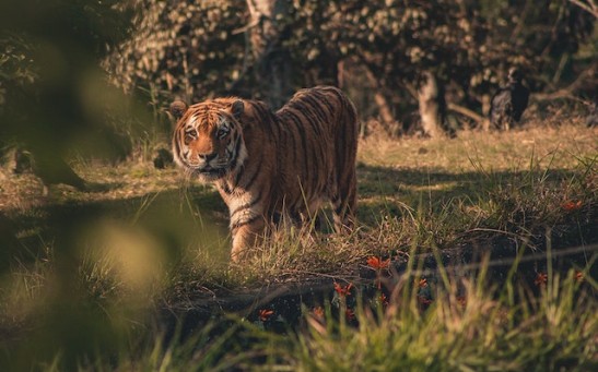Video of Tiger Mauling a Woman After She Gets Out of Car to Argue With Husband at Beijing Animal Park Resurfaces; How Aggressive Are Big Cats?