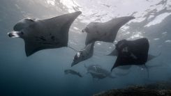Sicklefin Devil Rays Spotted off the Atlantic Coast: How Rare Are These Animals?