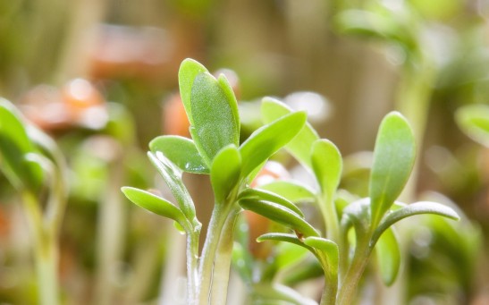Plant-Inspired Robots Could Help Future Human Colonies on Mars Thrive Without Having To Wait on Supplies From Earth