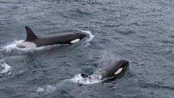 Rare White Killer Whale Spotted Off the Coast of Newport Beach Was Discovered to Carry a Rare Genetic Condition