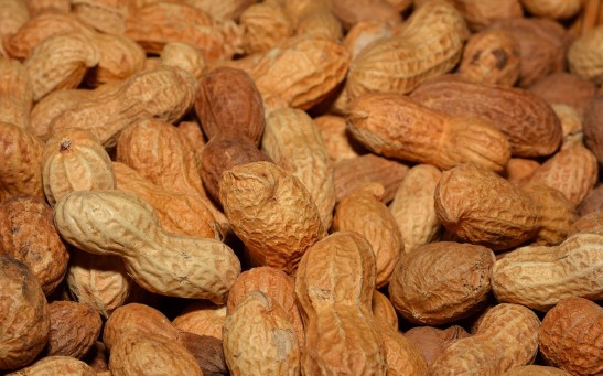 Novel Peanut Patch Shows Promising Results in Subduing Allergic Reactions in Kids With Nut Allergies