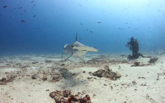 Hammerhead Shark