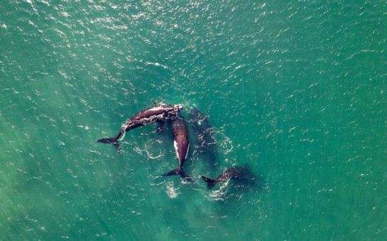 Killer Whales Teach Each Other to Sink Boats? Expert Says It Could Be a Temporary Fad, Not Adaptive Habit Among Orcas