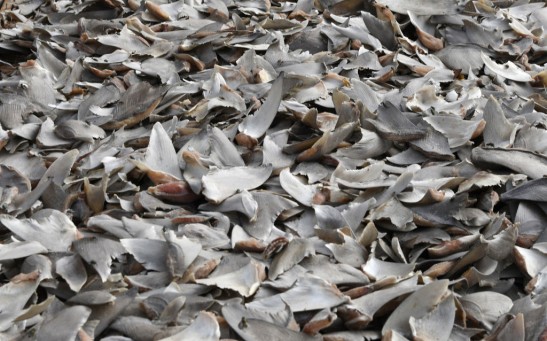 TOPSHOT-SENEGAL-WAFRICA-FISHING-WATER-TRADE-SHIPPING