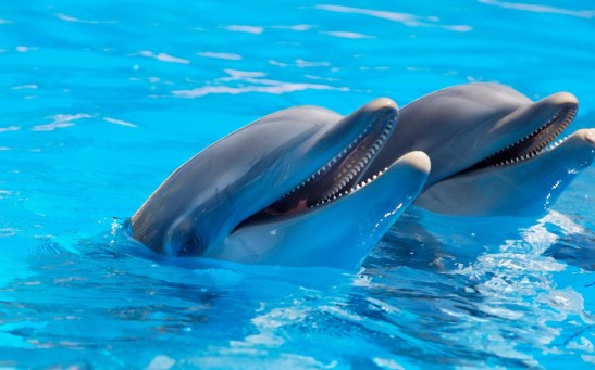 Dolphins
