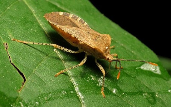 Squash Bugs Nymph Seek Out Adults’ Poop Looking for Essential Microbe Needed for Its Survival
