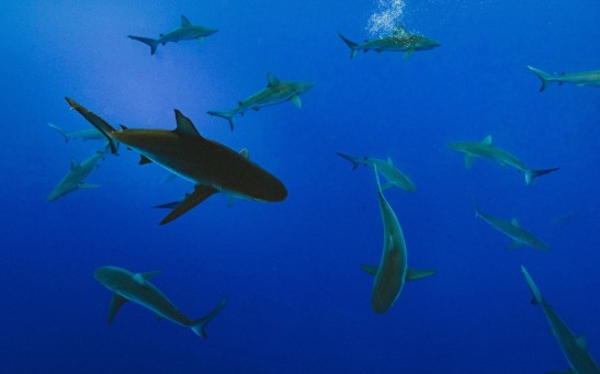 Hotter Oceans Fueling Aggression in Sharks; Scientists Warn as Record Temperatures Are Reached Due to Worsening Climate Change