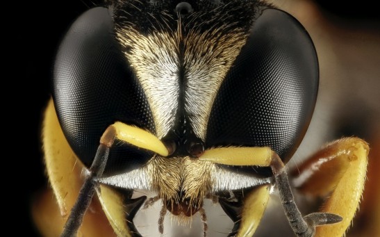 hornet