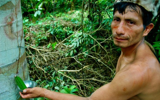 Shaman Healer in Peru, collecting the sap of a Croton lechleri tree.