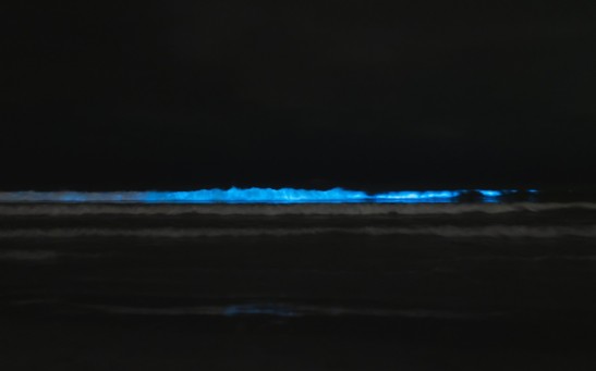 Bioluminescence