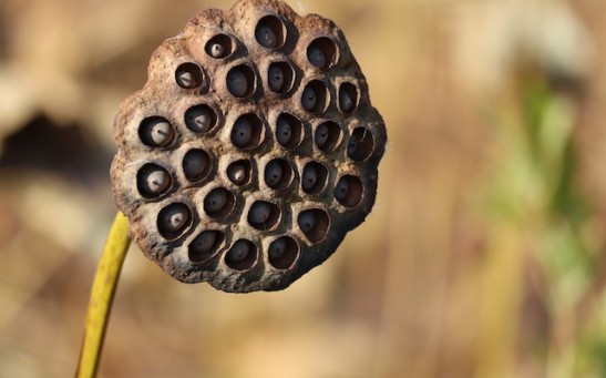 Lotus Seed Pod: What Is It? Uses & Benefits