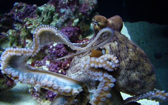 How Do Octopus Mate? Exploring the Cephalopod’s Cannibalistic Intercourse Involving a Specialized Organ