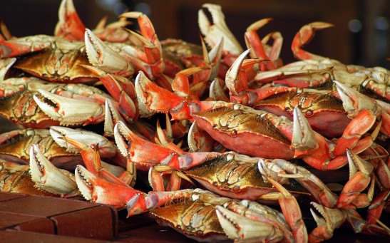 Eating Crustaceans, Insects, and Mushrooms May Activate Immune System To Help Fight Obesity, Study Suggests