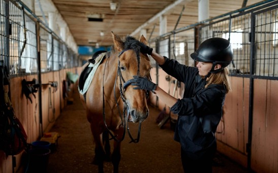 Female rider caressing horse in stable