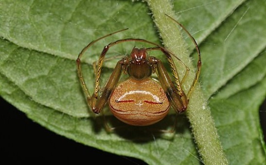 Costa Rican Pirate Spider Practices Cannibalism by Tricking Other Arachnids To Walk Into a Trap