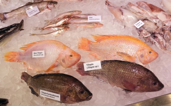 Green Week Agricultural Trade Fair Opens In Berlin