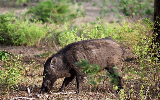 Wild and Feral Pigs Ravage Protected Natural Areas Across South America, Threaten Biodiversity Hotspots in the Region