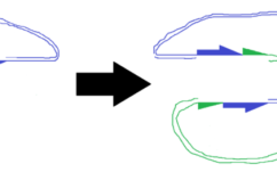 Transposons as Mobile Genetic Element: What Is the Role of the Jumping Genes in Biological Processes?