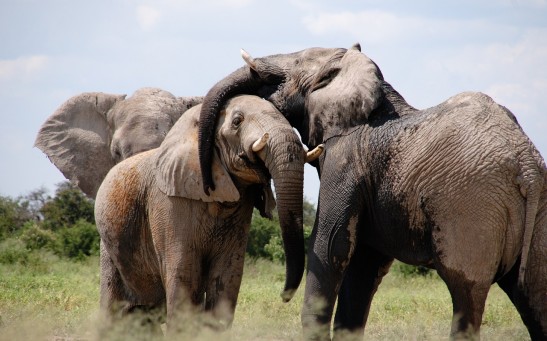 Wild Elephants Unlock Food Storage Puzzles, Showing Their Problem-Solving Ability