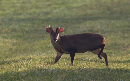 Scotland's Wildlife Faces New Threat As Presence of 'Alien' Species Increases, Warns Study