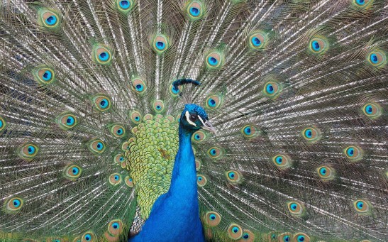 peacock