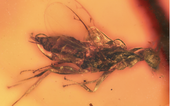 130-Million-Year-Old Jewel Wasps Discovered in Cretaceous Amber Reveal Early Evolution of Parasitoid Insects
