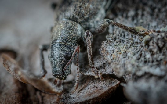 beetle
