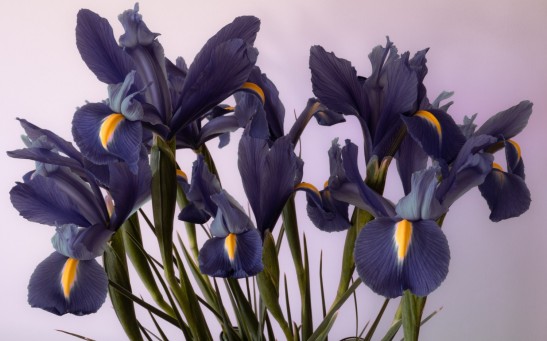 Moody still life of irises in bloom.