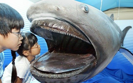 Children peer into a stuffed specimen of megamouth shark