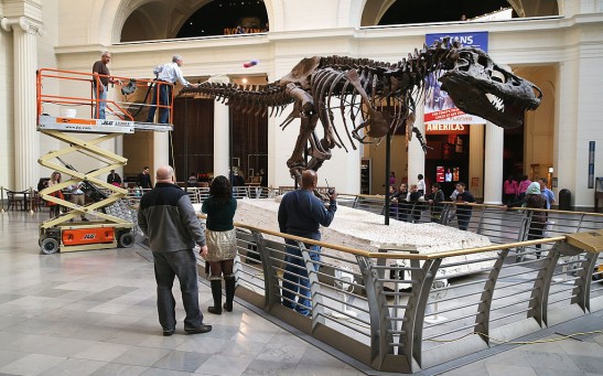 Chicago's Field Museum Cleans Its Preserved T. Rex "Sue"
