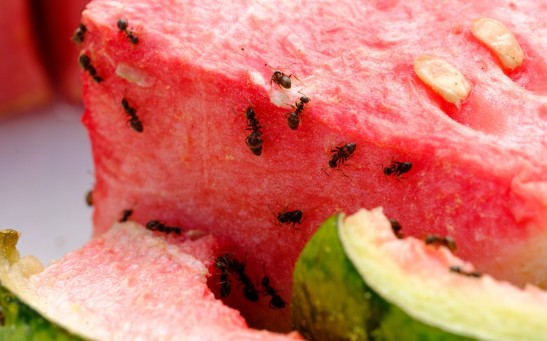 ants