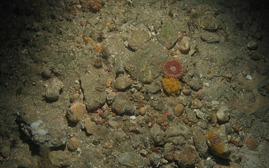 Loricifera Species Mystery: How Do Microscopic Invertebrates Survive Without Oxygen?