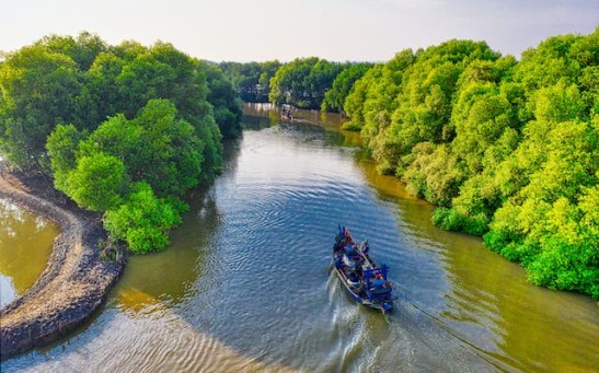 22-Million Fossil From Long-Lost Mangrove Forest Unearthed; Volcanic Eruption Wiped It From the Planet