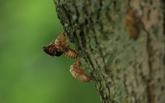 The Memorial Tournament - Final Round