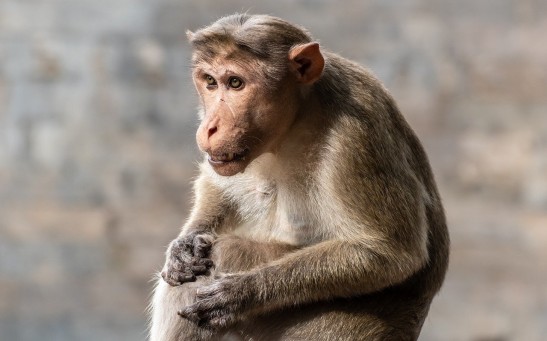 Cloned Rhesus Monkey in China Survives Into Adulthood, Marking a First in Primate Cloning