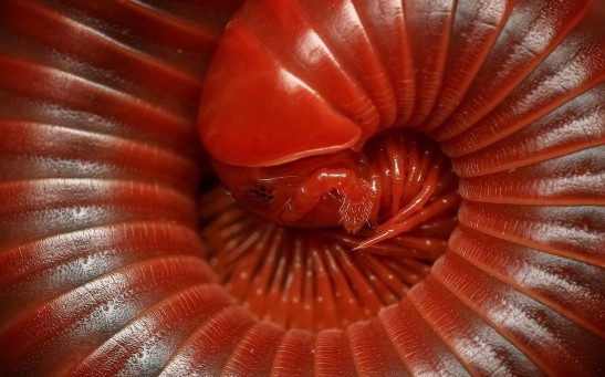 Five New Species of Spooky-Looking Millipedes Discovered in African Jungles, Shedding Light on the Vine Dilemma in Forest Ecology
