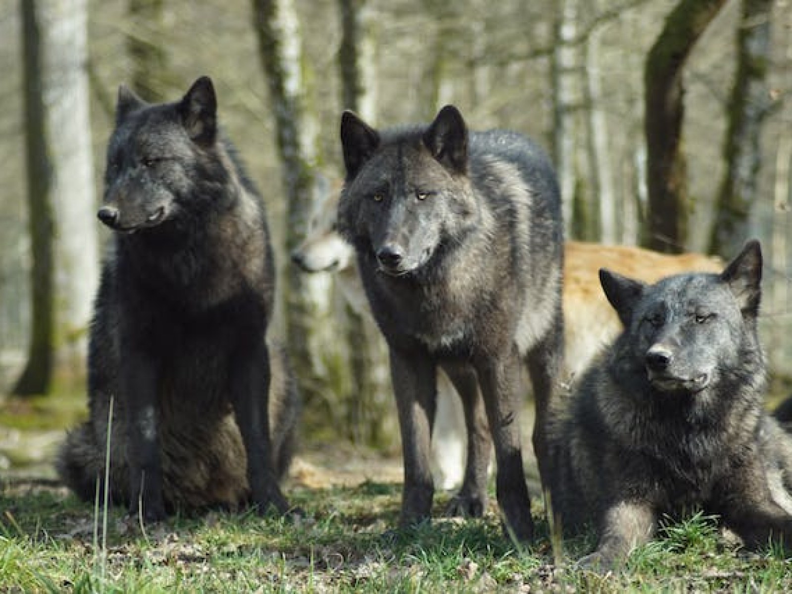 Chernobyl Wolves Wallpapers