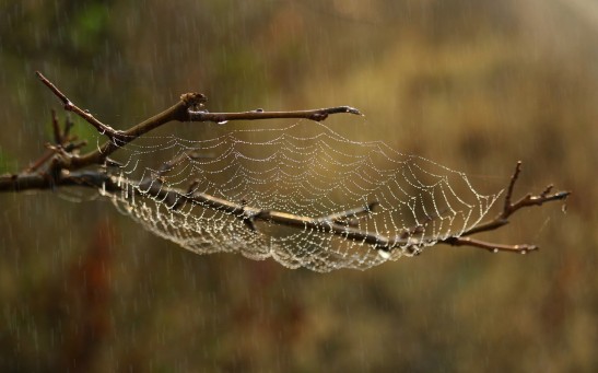 spider web