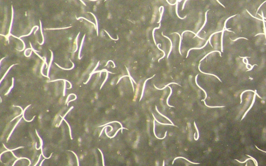 Adler Dillman via UC Riverside