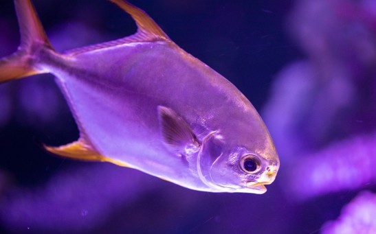 Evolutionary Puzzle: Understanding Why Humans Lack Gills Despite Their Fish Ancestry