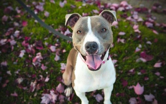 short-coat tan and white dog with grey leash