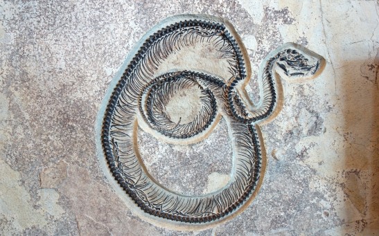 snak fossil